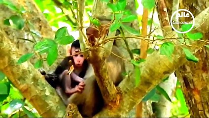 صراع النسور والحيوانات البرية في عالم الحيوان