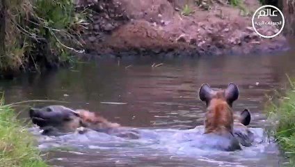 ضبع يصطاد خنزير بري بشكل لا يصدق  عالم الحيوان