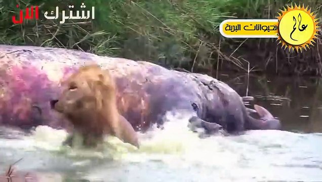 عندما تخوض الاسود نهر التماسيح المفترسة مشهد لا يصدق عالم الحيوان