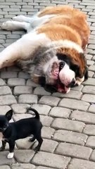 Tiny Puppy Plays With Sleepy St. Bernard