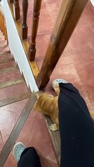 Puppy Sticks To Owner Like Glue