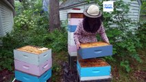 Moria di api negli Stati Uniti, persa più della metà degli alveari