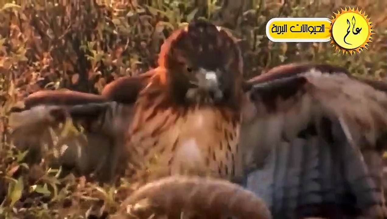 النسور الجائعة لا تعرف الرحمة شئ لا يصدق الحياة البرية في عالم الحيوان
