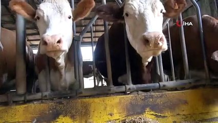 Les vétérinaires avertissent avant l'Aïd al-Adha : il y a plus de 200 maladies transmises des animaux aux humains