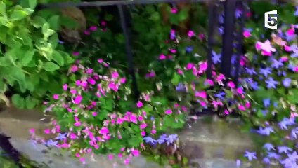 Des chats parlent notre langue - ZAPPING SAUVAGE