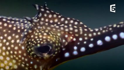 L'incroyable dragon des mers - ZAPPING SAUVAGE