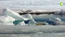 Un ours polaire affamé surprend un phoque - ZAPPING SAUVAGE