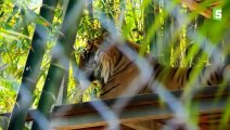 Un bébé tigre rencontre un tigre adulte pour la 1ère fois - ZAPPING SAUVAGE