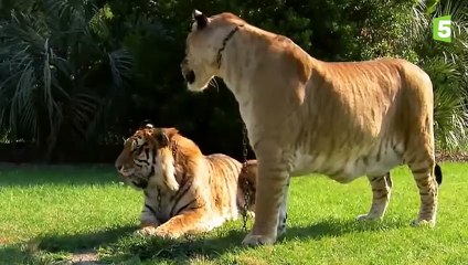Le ligre, croisement lion tigre et plus gros félin du monde - ZAPPING SAUVAGE
