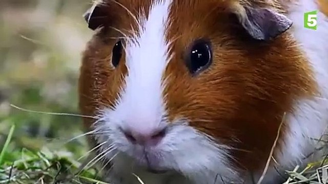 Naissance de bébés cochons d'Inde en direct - ZAPPING SAUVAGE