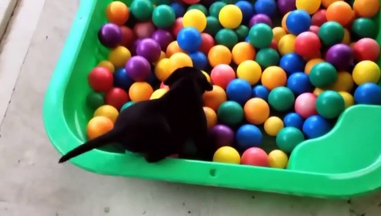 Pourquoi les chiots doivent absolument jouer - ZAPPING SAUVAGE