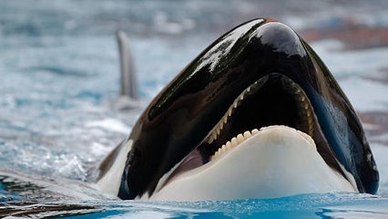 Primer Ataque De Orcas En Escocia