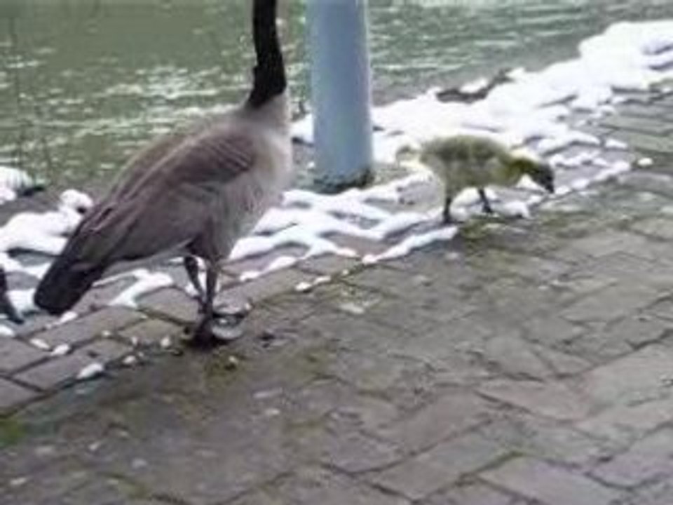 OIES BERNACHES ET UN OISON  MARS 2008 **1**