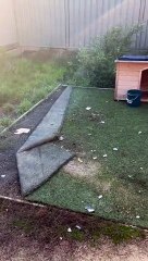 Dirty Doggy Dives Into Duvet