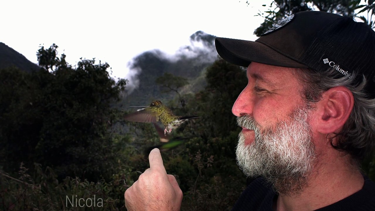 Sword-billed Hummingbird Lands on Man's Finger