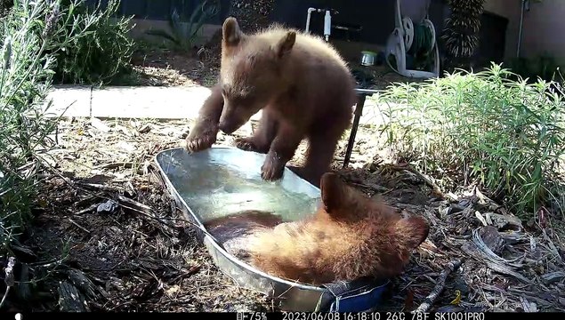 La station d'eau devient le terrain de jeu de la famille des ours