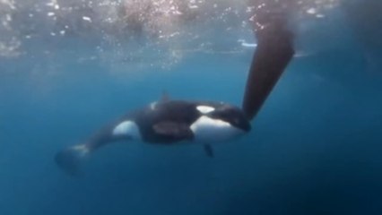 Orcas atacan a dos embarcaciones de la flota de The Ocean Race, aunque sin heridos