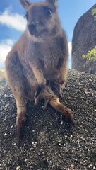 Baby Rock Wallaby Pokes Head Out of Mother's Pouch