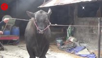 Inilah Black Boss, sapi kurban milik Presiden Joko Widodo