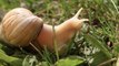 Florida Community Under Quarantine After Discovery Of Invasive Giant Snails