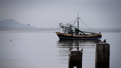 Barco pesquero de Ecuador rescató a ocho daneses que chocaron con ballenas en el Pacífico