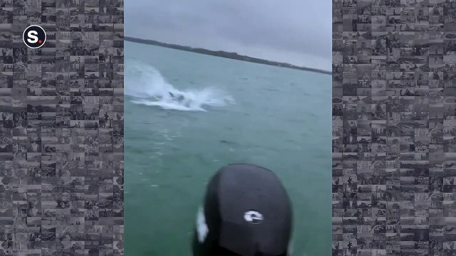 Regardez qui vient mordre à l'hameçon : un enorme requin blanc