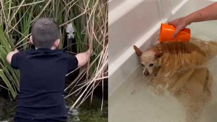 FAMILY Rescue PUP Trapped near POND!