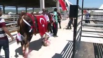 Gölbaşı'nda Kurban Güzellik Yarışması düzenlendi