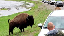 Tourists Gets Perilously Close to Bison for Pictures