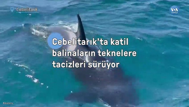 Cebelitarık’ta katil balinaların teknelere tacizleri sürüyor