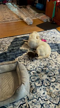 Gentle Dog Plays With Baby Raccoons