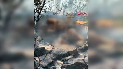 Marmaris'te çıkan orman yangını, ateşe verilen ceset nedeniyle çıktı