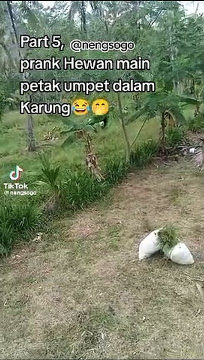 Funny video