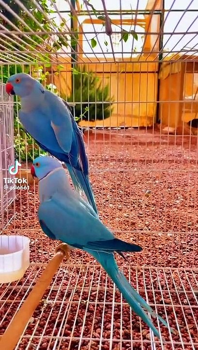 Bluebeauty
