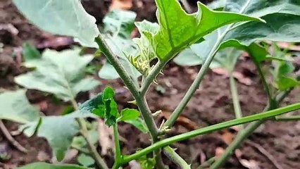 বাংলা চটি গল্প | Vlog 22 | A review of improved varieties of brinjal plants in hilly regions @Alisha