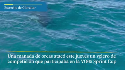 Una manada de orcas ataca un velero cerca del Estrecho de Gibraltar