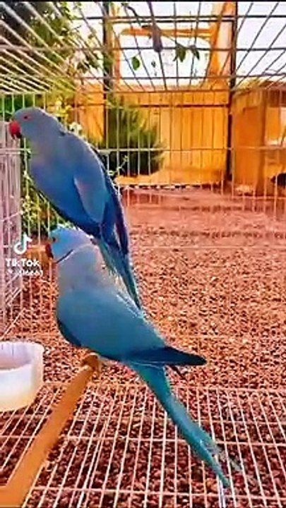 Cute birds