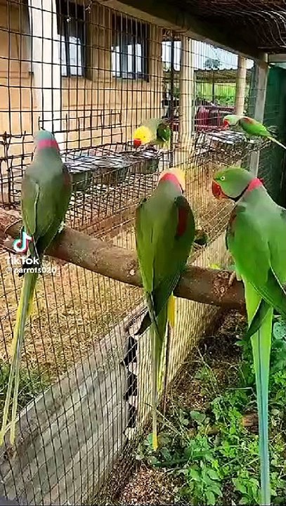 Raw parrots