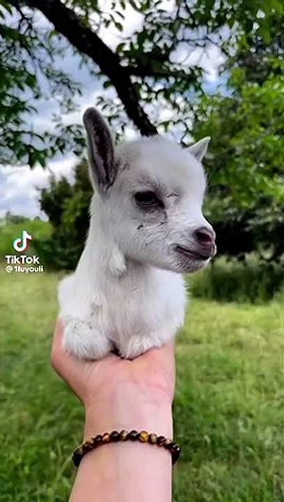Goat baby