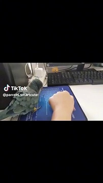 My smart parrots