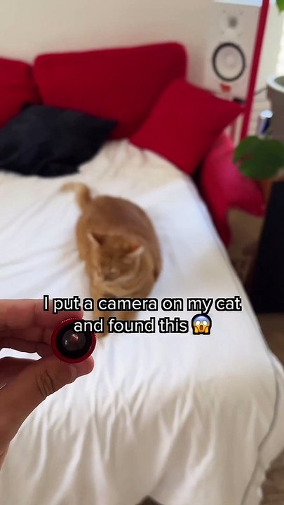 cat funny video This is why we can
