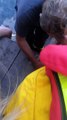 Dervio, il salvataggio dei pulcini di cigno sul lago di Como