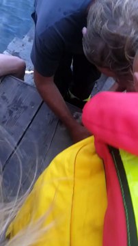 Dervio, il salvataggio dei pulcini di cigno sul lago di Como