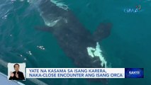 Yate na kasama sa isang karera, naka-close encounter ang isang orca | Saksi