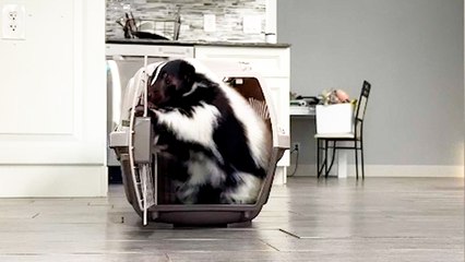 This SKUNK Makes a Very Talented Pet!