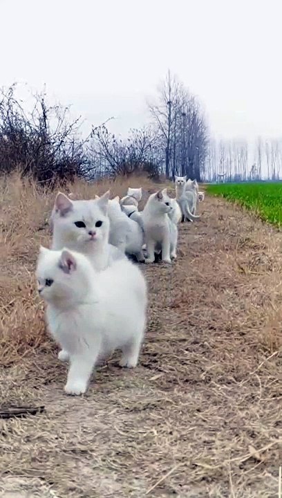 cat Cutest thing you'll see today