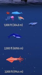 Quanto è in profondità il relitto del Titanic?