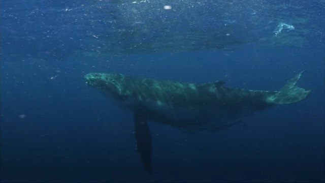 Iceland Puts Annual Whale Hunt on Hold