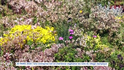 JO DE PARIS 2024 / Une entreprise loir-et-chérienne végétalise les toits du village olympique