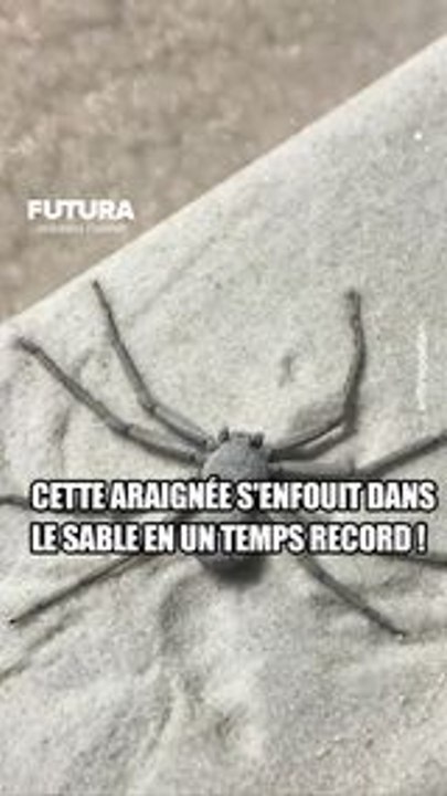 Cette araignée s'enfouit dans le sable en un temps record ! #science